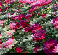 2020 Woolmers Estate Festival of Roses - Whitsundays Accommodation