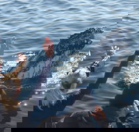 Eden Whale Festival - Whitsundays Accommodation