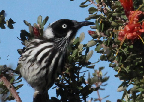 Esperance Wildflower Festival - Whitsundays Accommodation 0