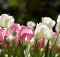 Floriade Reimagined - Whitsundays Accommodation