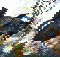 Mudgee Farm Walks - Whitsundays Accommodation