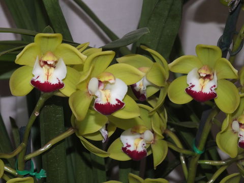 Orchids Out West - Whitsundays Accommodation 1