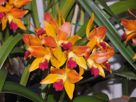 Orchids Out West - Whitsundays Accommodation 2