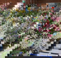 Sapphire Coast Orchid Club Spring Orchid Show - Whitsundays Accommodation