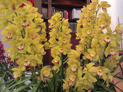 Sapphire Coast Orchid Club Winter Orchid Show - Whitsundays Accommodation 0
