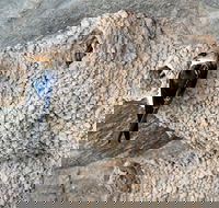 2020 Katherine Bird Festival - Whitsundays Accommodation