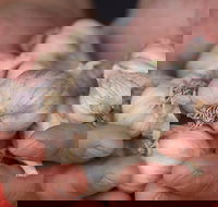 Armidale Farmers' Market - Whitsundays Accommodation