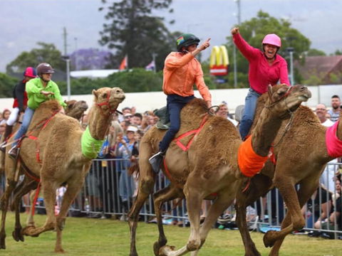 Camel Races At Penrith Paceway - Whitsundays Accommodation 0