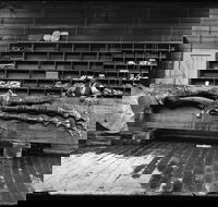Capturing Nature Early photography at the Australian Museum 1857  1893 - Whitsundays Accommodation