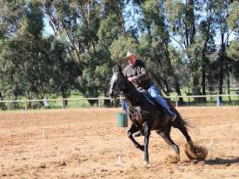 Glen William Gymkhana - Whitsundays Accommodation 1