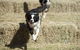 Great Nundle Dog Race - thumb 0