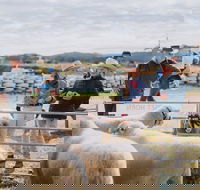 Mudgee Small Farm Field Days - Whitsundays Accommodation