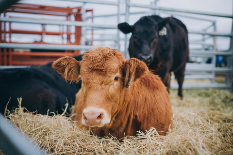 Mudgee Small Farm Field Days - Whitsundays Accommodation 2