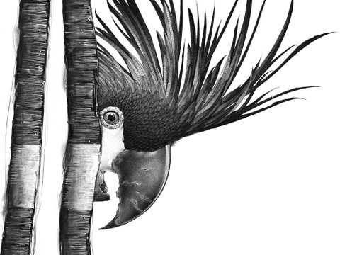 Open Studio's Highlands - Darren Gilbert - Whitsundays Accommodation 2