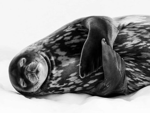 Wildlife Photographer Of The Year - Whitsundays Accommodation 0