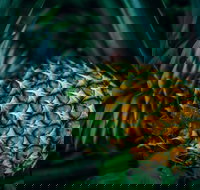 Yeppoon Community Market - Whitsundays Accommodation