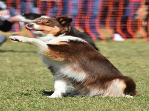 Dogs In The Park NSW Orange - Whitsundays Accommodation 0