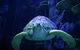 Sydney's Aquarium - thumb 0