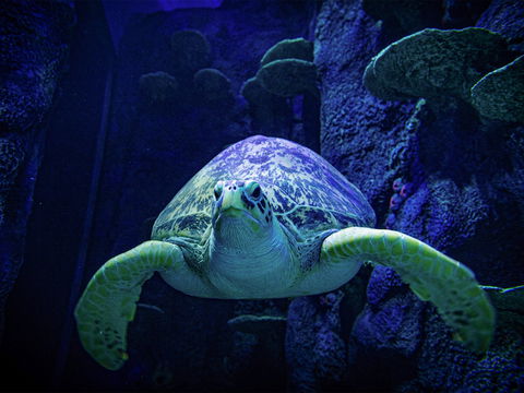 Sydney's Aquarium - Whitsundays Accommodation 0