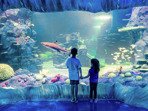 Sydney's Aquarium - Whitsundays Accommodation 1