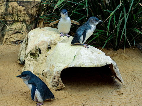 Sydney's Aquarium - Whitsundays Accommodation 2