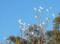 Hope Cottage Country Retreat - Whitsundays Accommodation 1