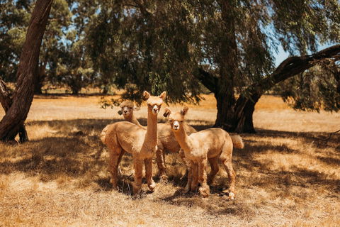 Margaret River Holiday Cottages - Whitsundays Accommodation 5