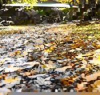 Cradle Forest Inn - Whitsundays Accommodation
