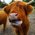 Westonia WA Whitsundays Accommodation