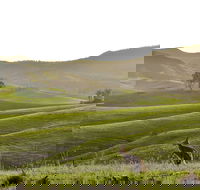 Ketchup's Bank Glamping - Whitsundays Accommodation