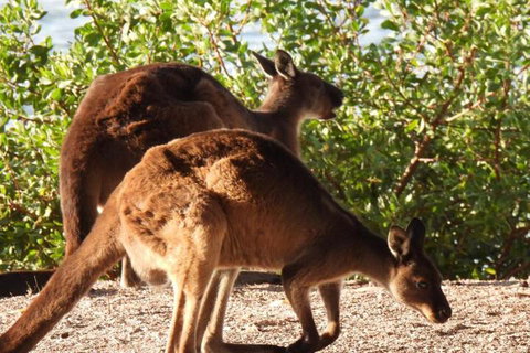 Ratcliff Cottage - Whitsundays Accommodation 5