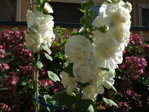 Nannup Riverview Cottage - Whitsundays Accommodation 2