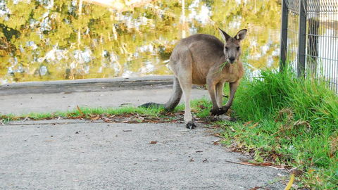 Riverfront Delight - Whitsundays Accommodation 3