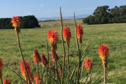 Yanakie Holiday House - Whitsundays Accommodation 7