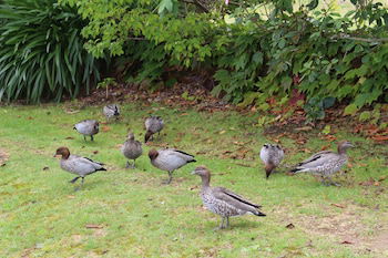 Leura Fairways East - Whitsundays Accommodation 1