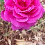 Cradoc TAS Whitsundays Accommodation