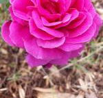 Birch Lane - Whitsundays Accommodation