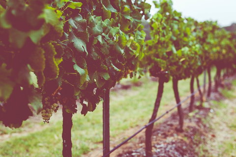 Hermitage Hideaway Homestead & Cottage - Whitsundays Accommodation 0