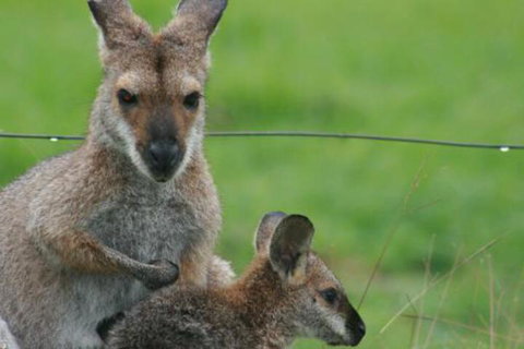 Grand View Holiday Home - Whitsundays Accommodation 6