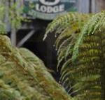 The Wombat Cottage - Whitsundays Accommodation