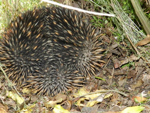 Glenfield Cottage - Whitsundays Accommodation 4