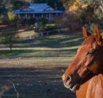 Historic Oak Hill House Estate Truffle Gourmet Festival Region - Whitsundays Accommodation