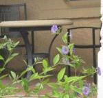 Amalie Cottage Waikerie Unit 1 - Whitsundays Accommodation