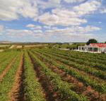 Barossa Valley Lyndoch - Whitsundays Accommodation