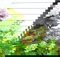 White House - Whitsundays Accommodation