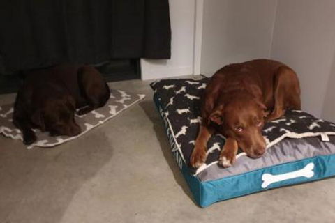 Hoof & Hound Country Escape - Whitsundays Accommodation 2