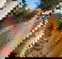 Quirindi Sunflower Motor Inn - Whitsundays Accommodation