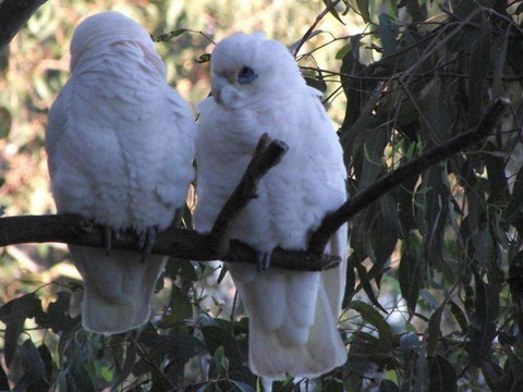 Green Point Lakehouse - Whitsundays Accommodation 6