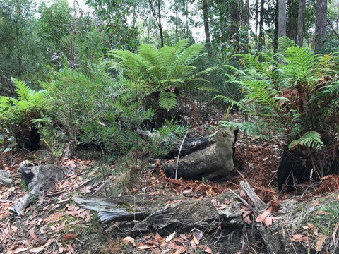 Acacia Hills Retreat - Whitsundays Accommodation 2