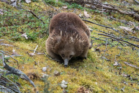 Acacia Hills Retreat - Whitsundays Accommodation 1